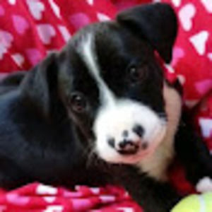 Meet your Posher, Pamela